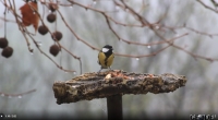 Constru&ccedil;&atilde;o de um alimentador para aves